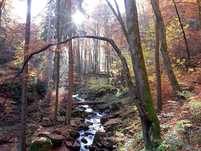 Wanderung Nationalpark Harz