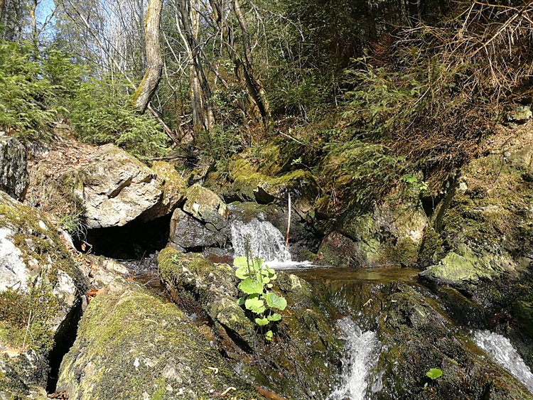 Braunlage am Silberteich